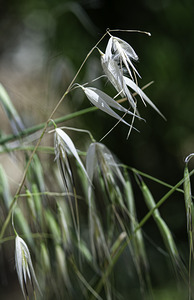 Northern Sea Oat Grass Aegina