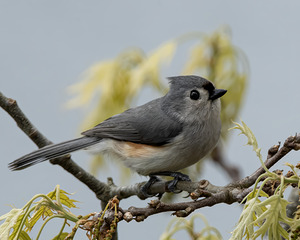 Titmouse