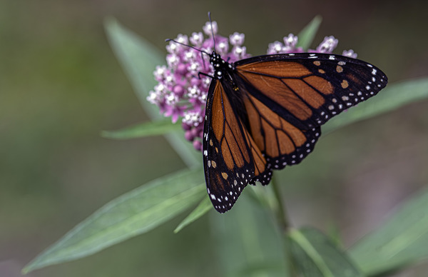 Monarch Butterfly Print
