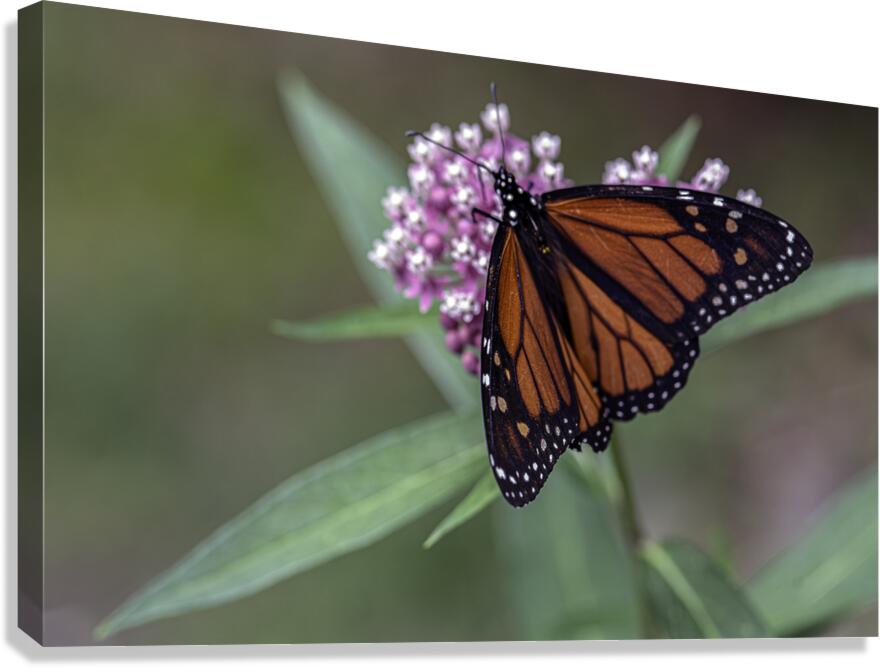 Monarch Butterfly Canvas Print