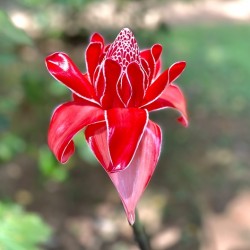 fiori RJ