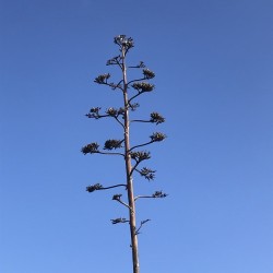 fiori PS