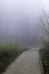 A Path Through the Woods