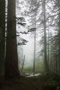 Mystery in the Woods