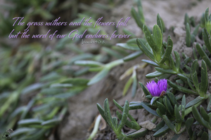 Succulent Beach Flower Script