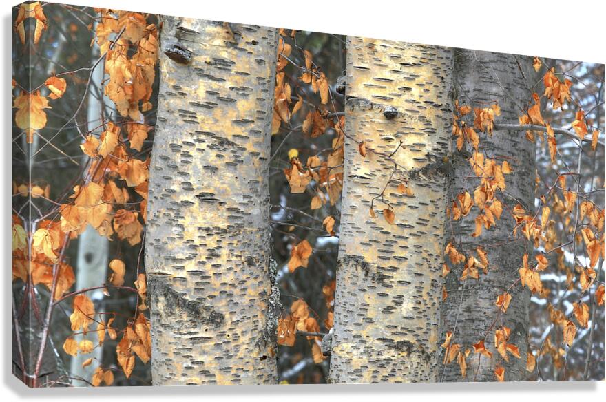 Yellow Aspen Canvas Print