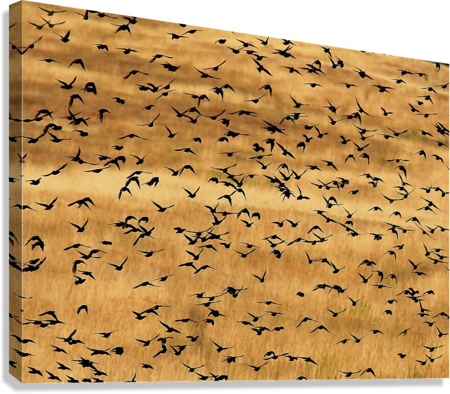 Blackbird Canvas Print
