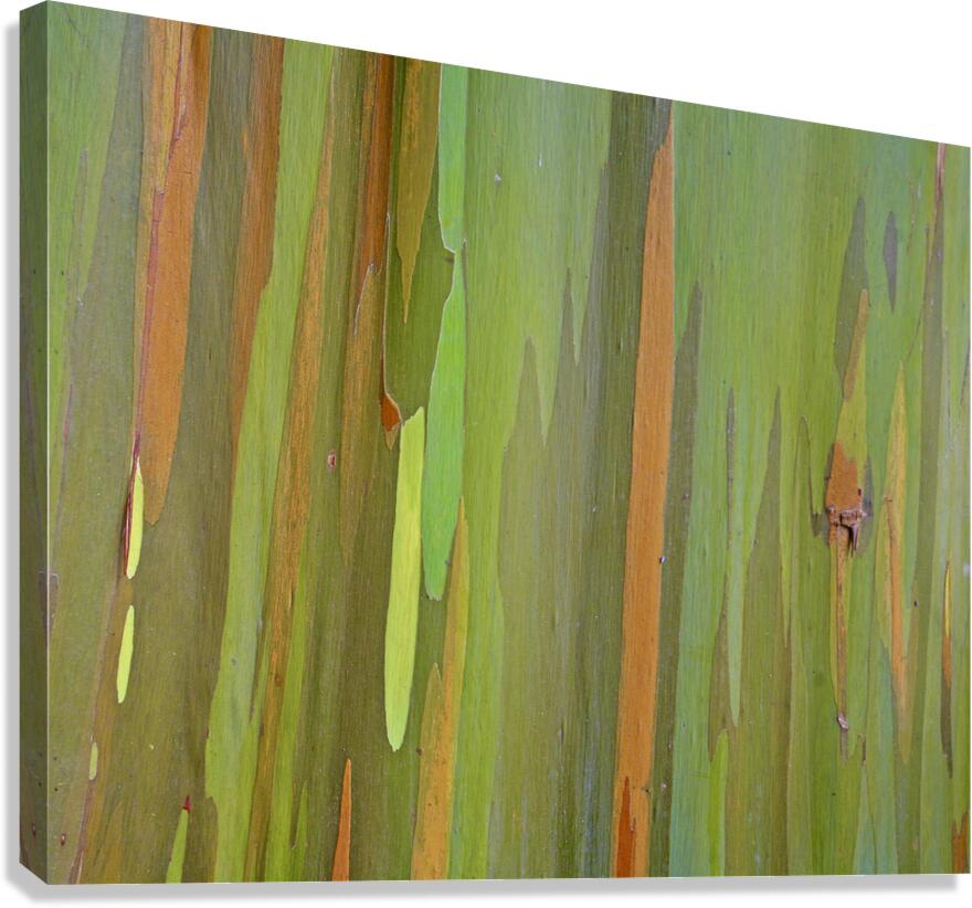 Eucalyptus Canvas Print