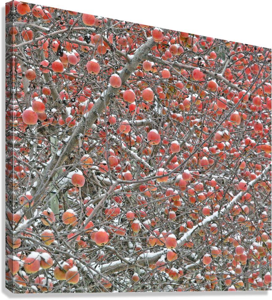 Apple Hats Canvas Print