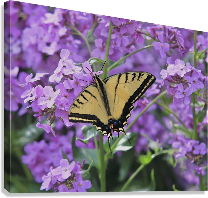 Tiger Swallowtail Canvas Print