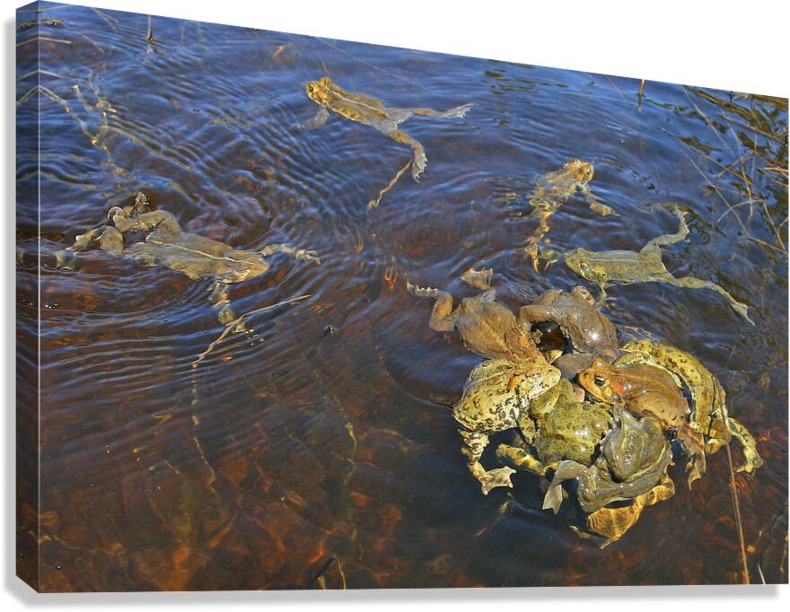 Frogs Canvas Print