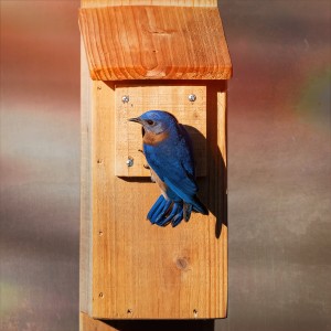 Bluebird