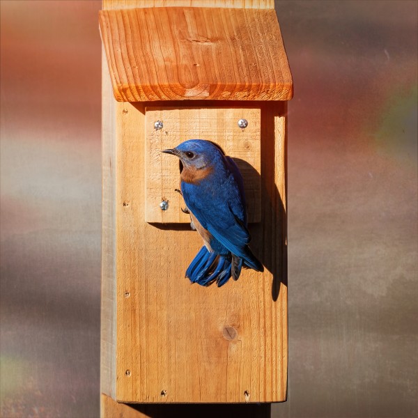 Bluebird Print