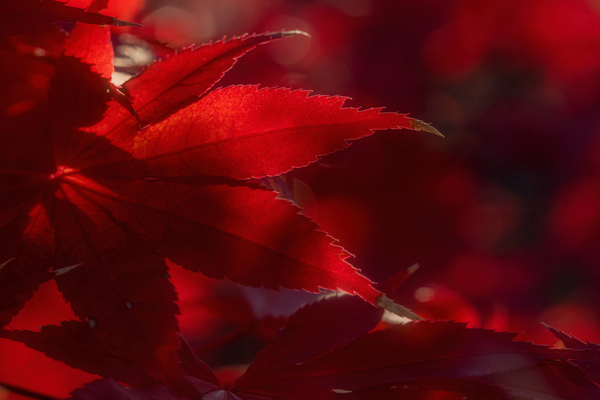 Red Intensity Print