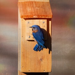 Bluebird
