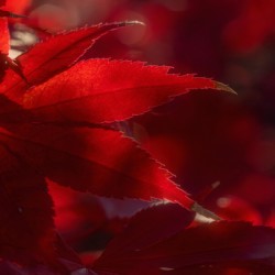 Red Intensity