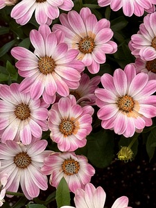 Pinkalicious
