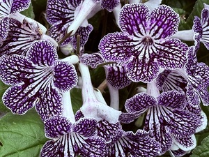 Spring’s bloom