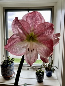 Beauty for a moment love for a lifetime 