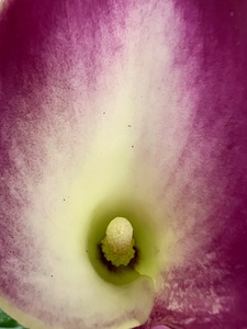 Bee’s eye view