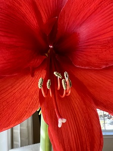 Red blossom 