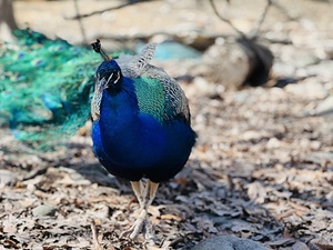 Peacock