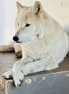 Arctic White Wolf