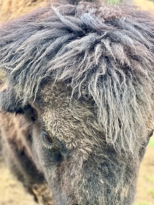 Buffalo