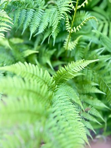 Verdant Beauty 