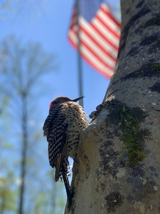 Freedom