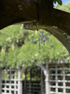 Anniversary of Spring