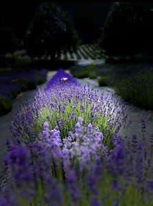 Fragrant Paradise