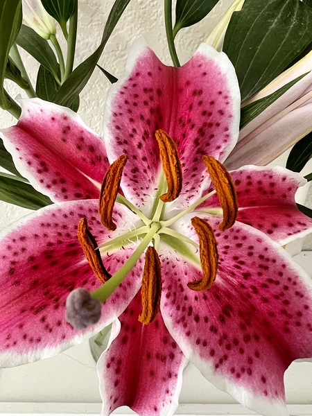 Starfichter Lily Digital Download