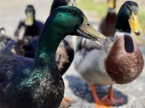  Beautiful Ducks Digital Download