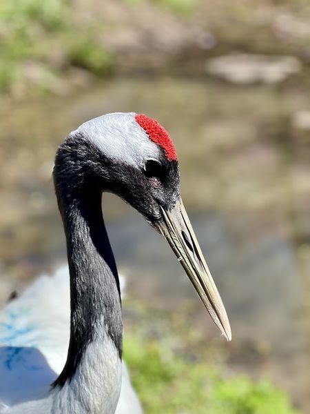 Red crowned crane Digital Download