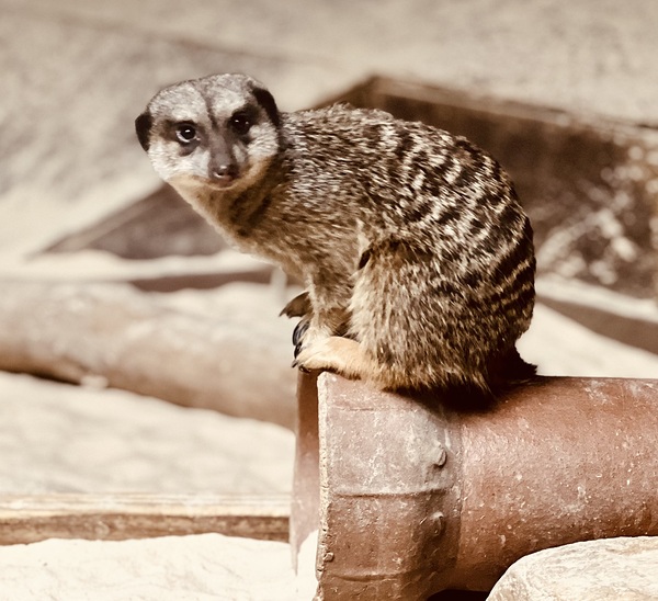 Happy Meerkat Digital Download