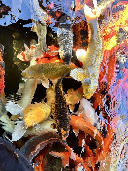 Colorful Koi Digital Download