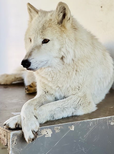 Arctic White Wolf Digital Download