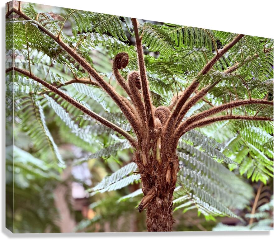 Sprouting life Canvas Print