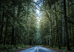 A Forest