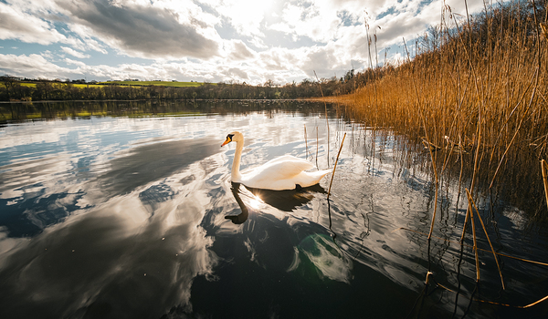 Swan by Massey Original