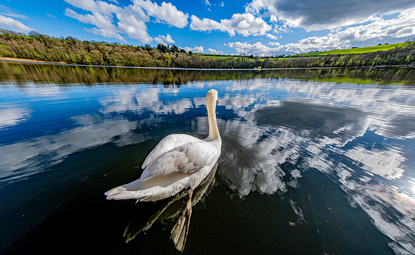 Swan II by Massey Original
