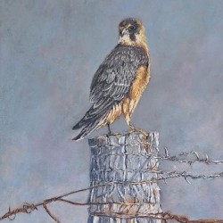 Australian Hobby Falcon