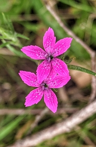 Spring Flowers