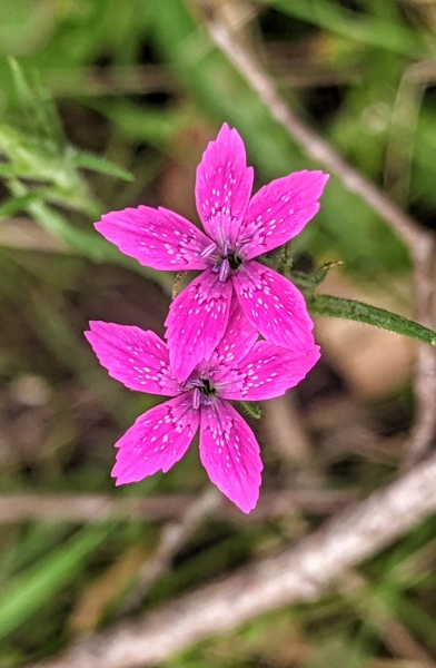 Spring Flowers Print
