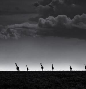 6 Giraffes