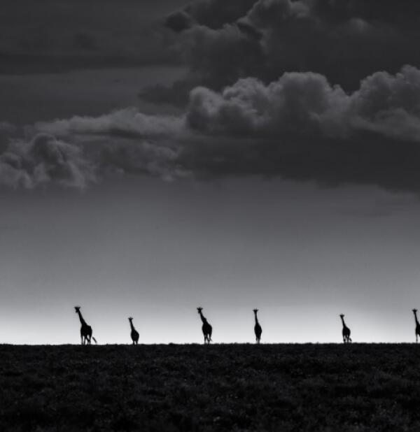 6 Giraffes by fencingcat