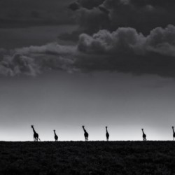 6 Giraffes