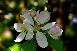 Apples Blossom