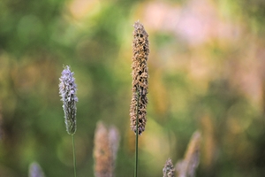 The  Grass is Greener